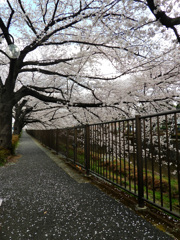 舗道にも桜