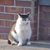 元町イケニャンの集会