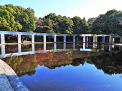 きらめきの池