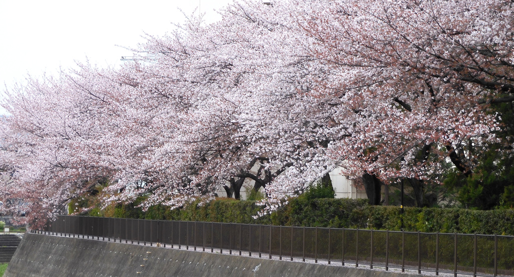 富士は遠くから見るのがいい