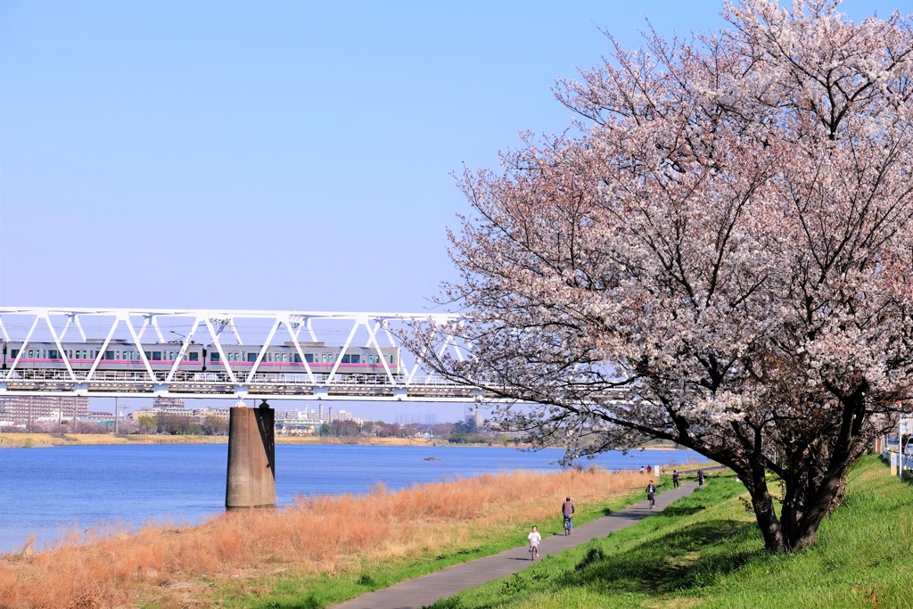 まだ八分咲き