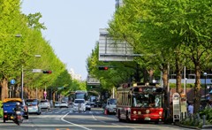 新緑の海岸通り