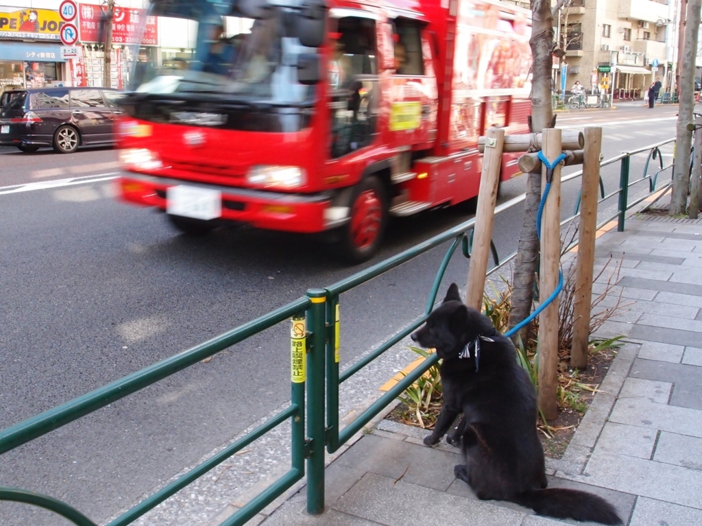 クマ犬と消防車