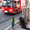 クマ犬と消防車