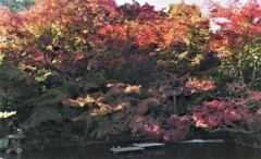 大池の紅葉