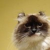 オーちゃん
