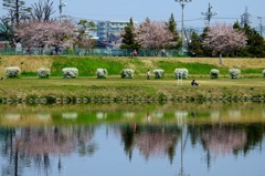 調布市の桜