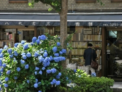 神田神保町の紫陽花