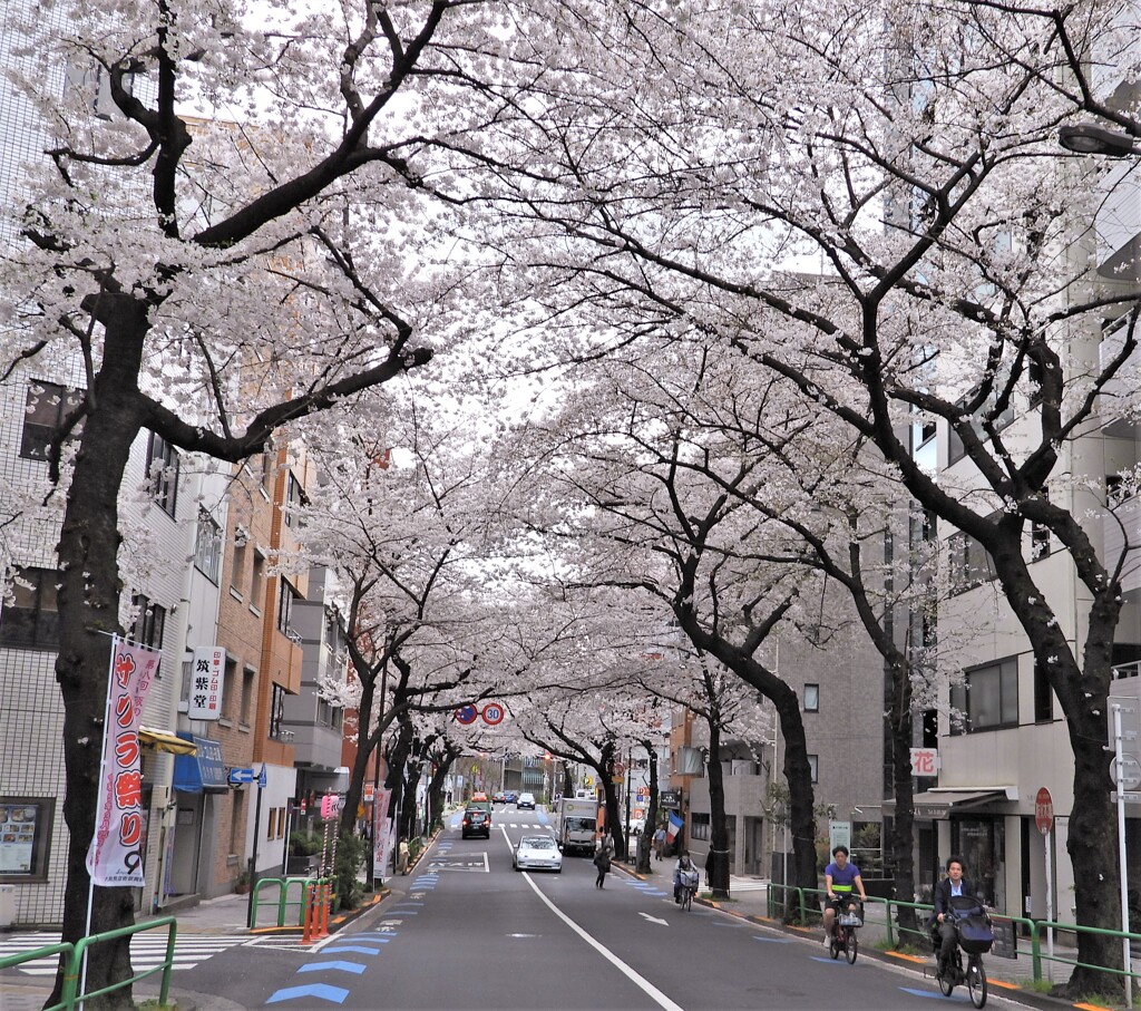 桜の門