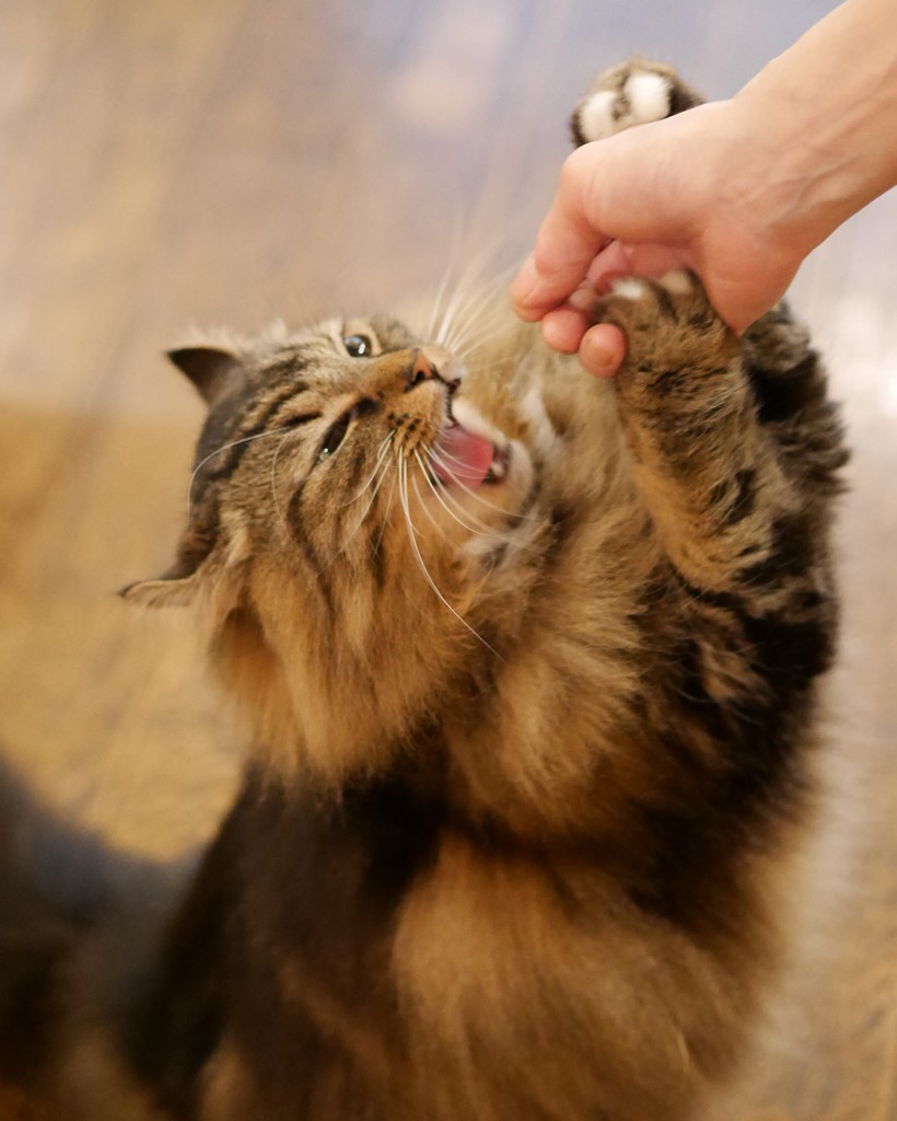 シュワッチ！!