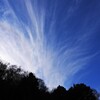 鎮守の森の上空