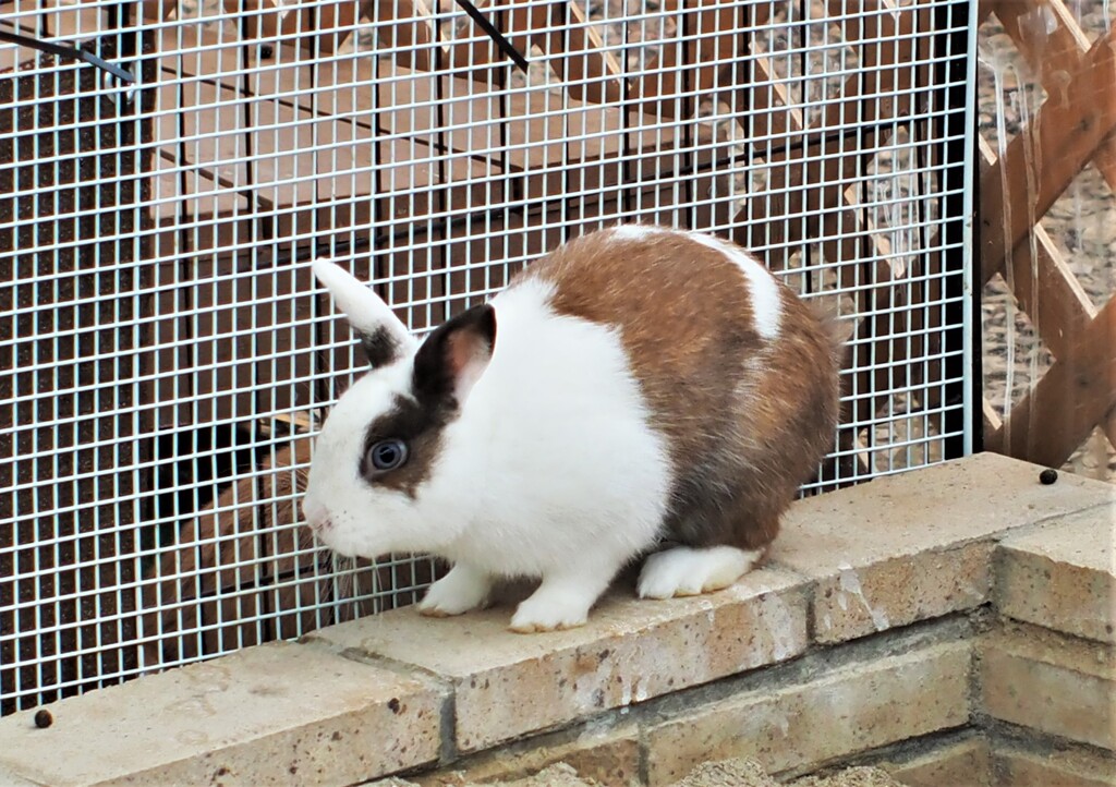 ネザーランドドワーフ