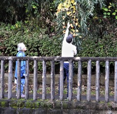赤い実が気になる人種