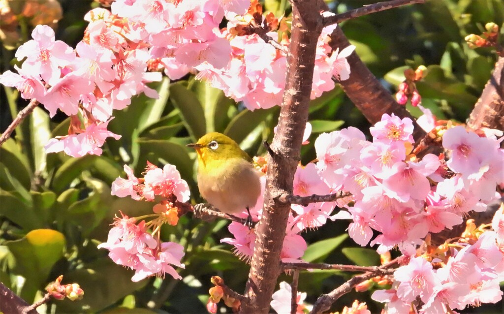 河津桜とメジロ