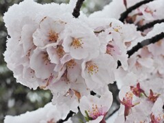 寒桜