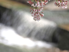 川も道も花筏