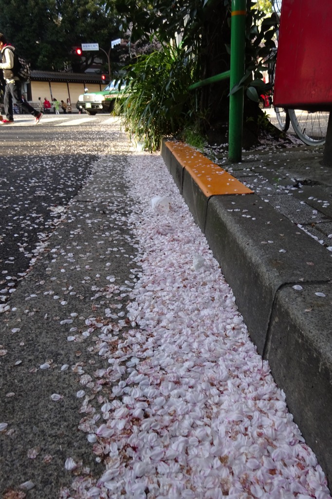 最期の桜
