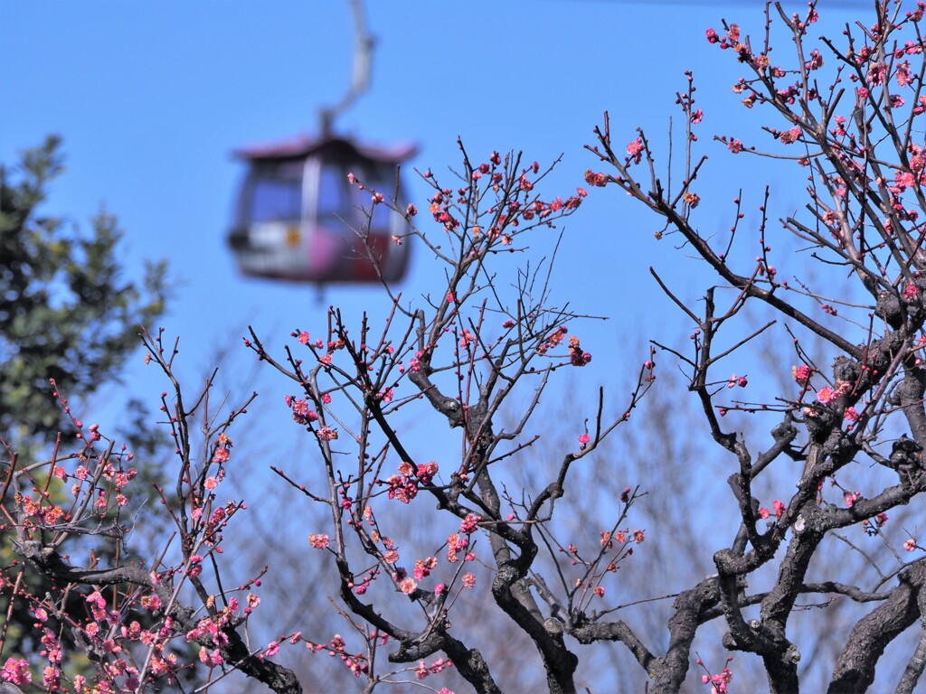 梅とロープウエイ