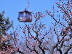 梅とロープウエイ