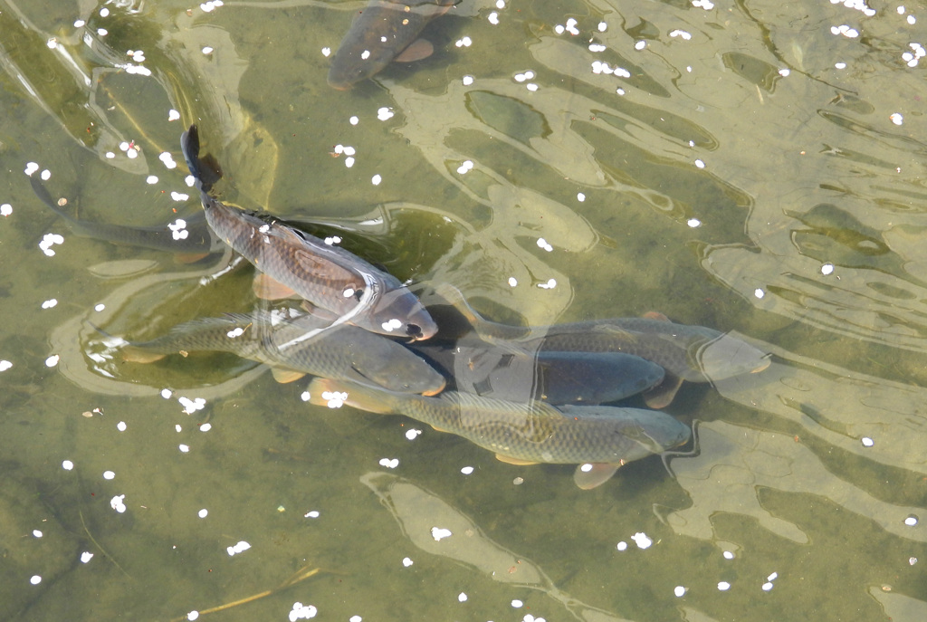 鯉の恋の季節
