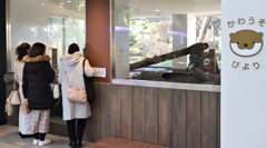 かわうそ女子