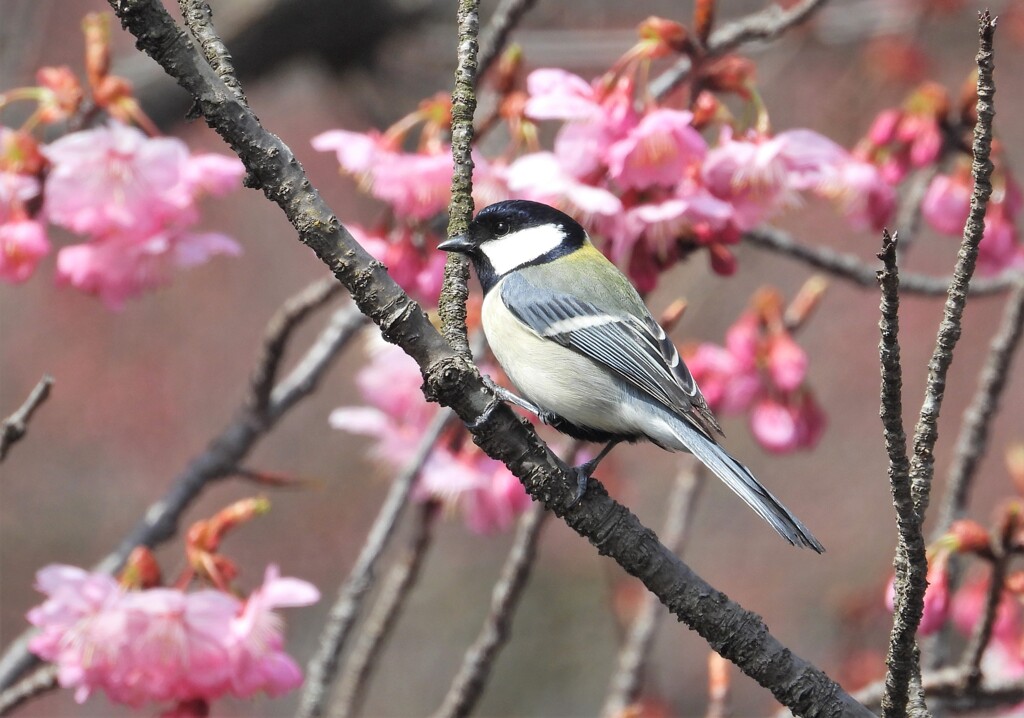 シジュウカラ