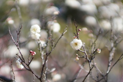 さすがのボケ味