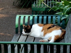 横浜「港の見える丘公園」の二代目ミケ