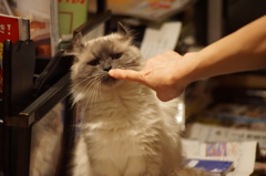 ママさんと戯れるクーちゃん