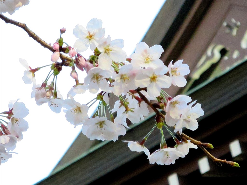 靖国神社の桜
