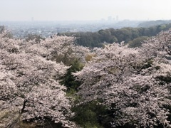 春霞で霞んでいなければ