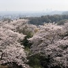 春霞で霞んでいなければ