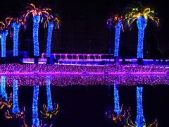 ジェルミネーション