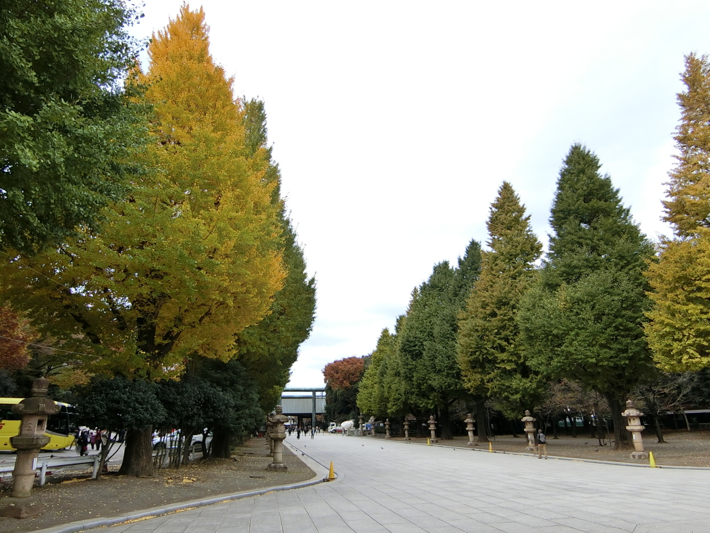 靖国神社の銀杏並木