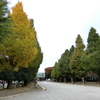 靖国神社の銀杏並木