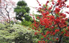 花は分かりません