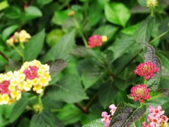 ランタナ