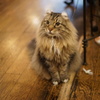 キャットフードをおねだりするケーニッヒ店長