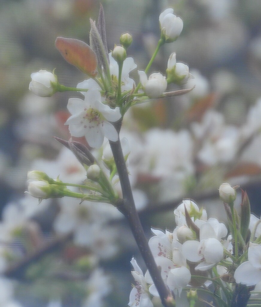 梨の花は八分咲き