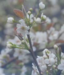 梨の花は八分咲き