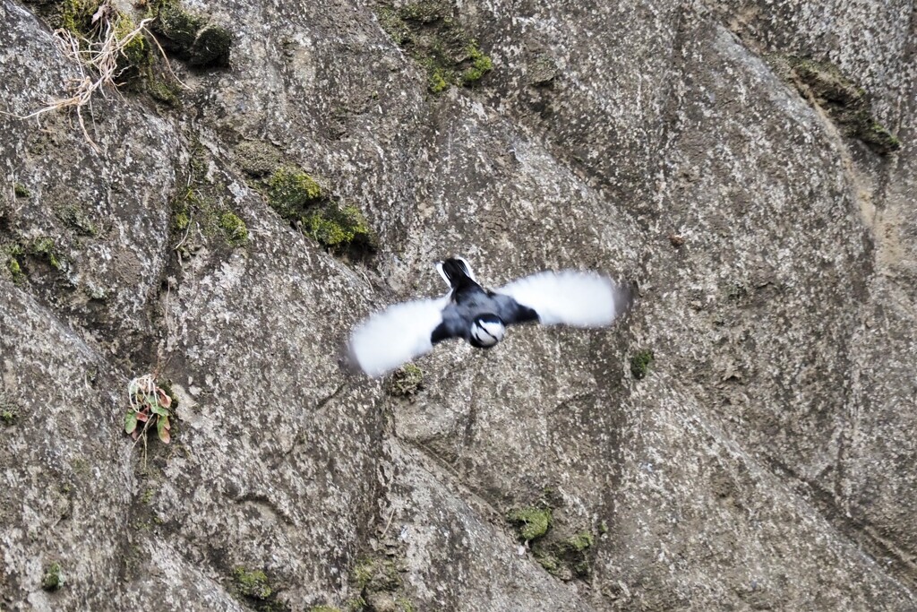 フルスロットル２