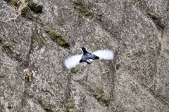 フルスロットル２