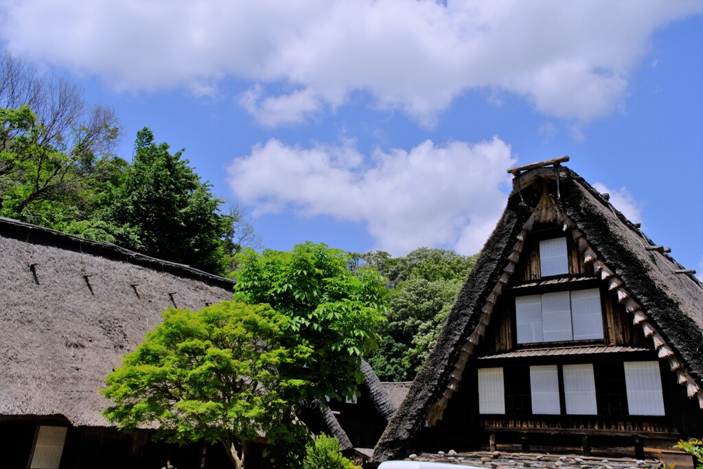 陽射しの強い快晴向き