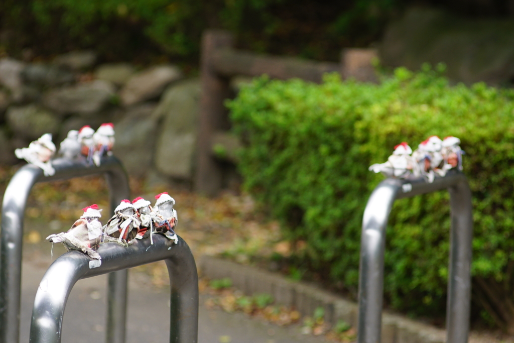 スズメの冬のファッションショー
