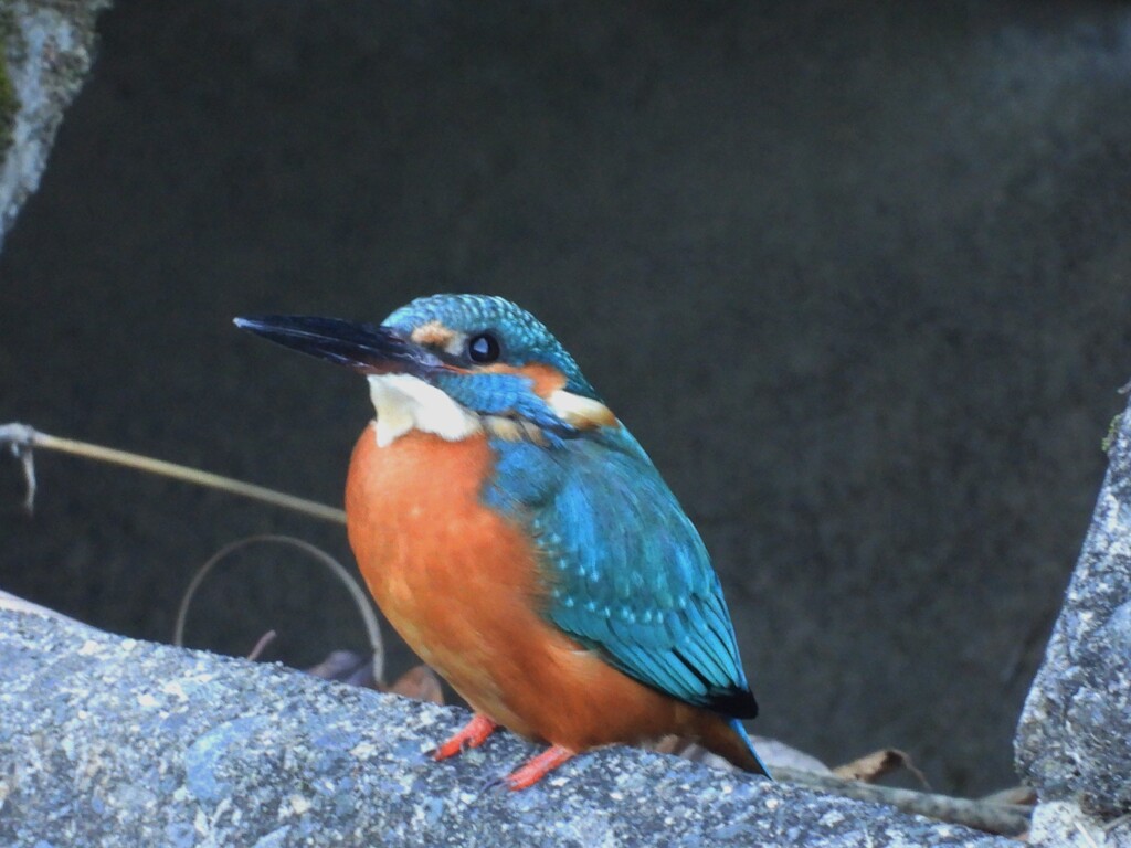 3羽目のカワセミ