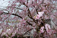 山手の桜