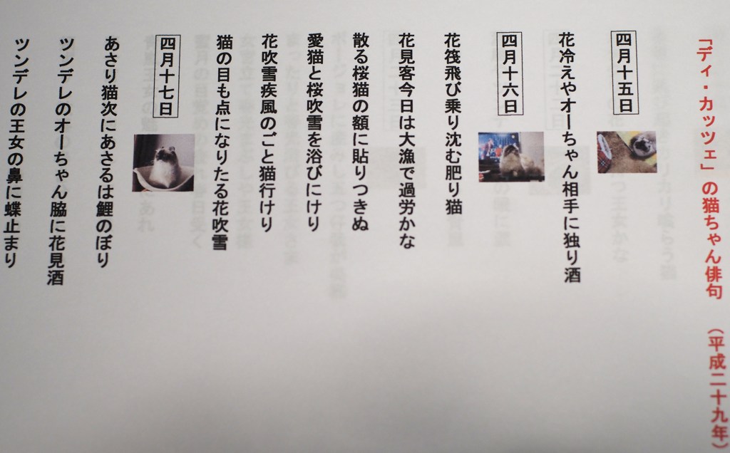 猫の俳句、始めました