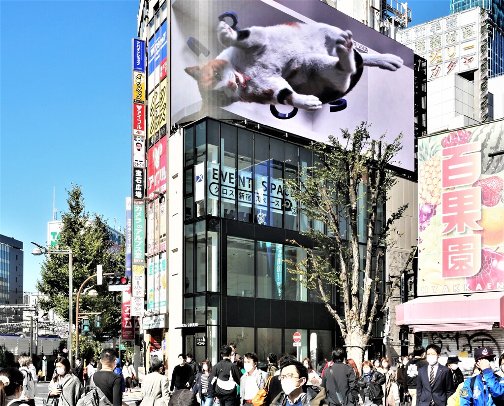 ヘソ天もやるんだ