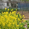 花とおじいさん