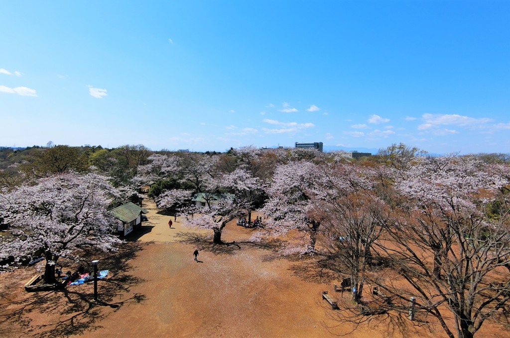 枡形城址の桜